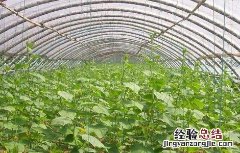 温室大棚蔬菜灭虫方法 蔬菜大棚如何消毒