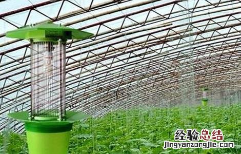 温室大棚蔬菜灭虫方法 蔬菜大棚如何消毒