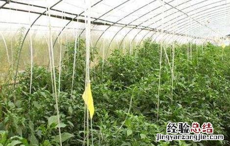 温室大棚蔬菜灭虫方法 蔬菜大棚如何消毒