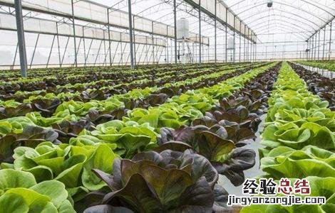温室大棚蔬菜灭虫方法 蔬菜大棚如何消毒