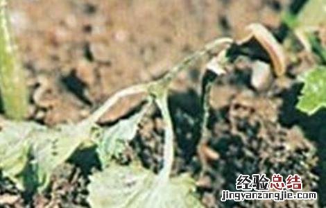 芹菜死苗原因及防治方法 芹菜死苗原因及防治方法图解
