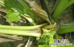 芹菜死苗原因及防治方法 芹菜死苗原因及防治方法图解