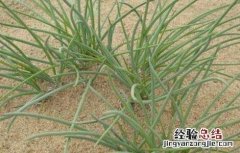 沙葱种植技术要点 沙葱种植技术要点