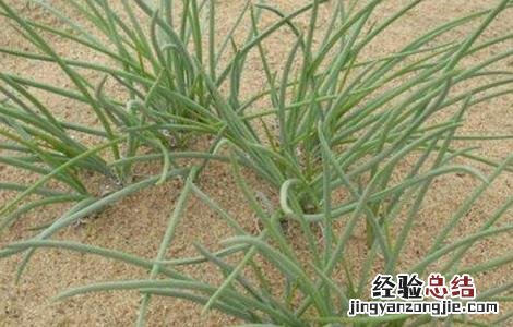 沙葱种植技术要点 沙葱种植技术要点
