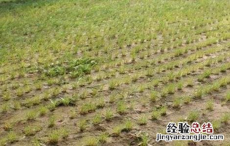 沙葱种植技术要点 沙葱种植技术要点