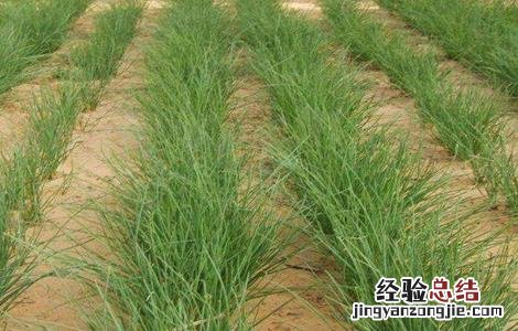 沙葱种植技术要点 沙葱种植技术要点