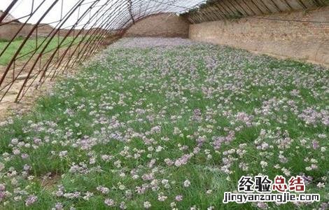 沙葱种植技术要点 沙葱种植技术要点