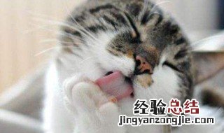 为什么要给猫喝羊奶 为什么要给猫喝羊奶粉