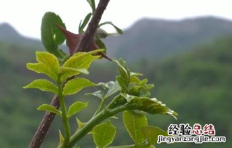 花椒芽怎么栽培 花椒芽怎么栽培种植