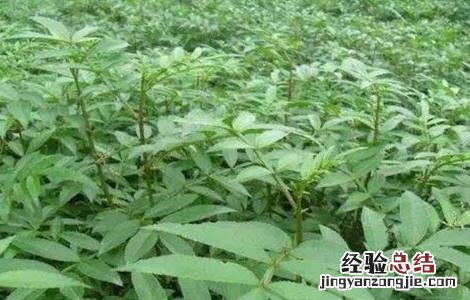 花椒芽怎么栽培 花椒芽怎么栽培种植