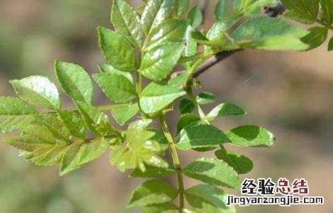 花椒芽怎么栽培 花椒芽怎么栽培种植