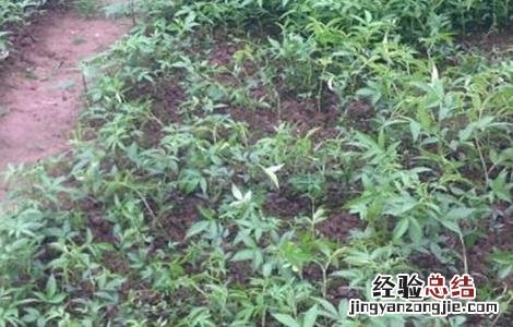 花椒芽怎么栽培 花椒芽怎么栽培种植