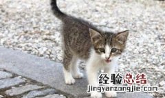公猫发情的现象
