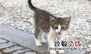 公猫发情的现象