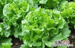 生菜怎么种的 生菜怎怎么种