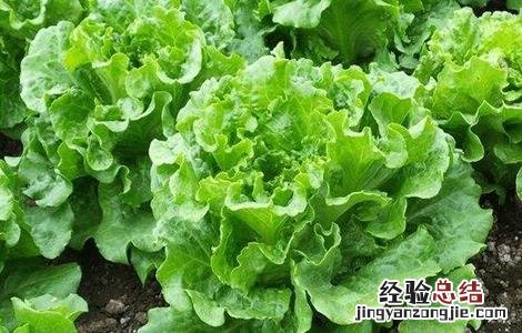 生菜怎么种的 生菜怎怎么种
