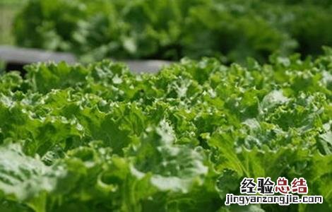 生菜怎么种的 生菜怎怎么种
