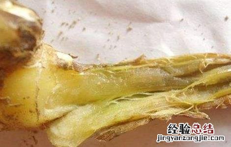 大姜烂苗啥原因 大姜死棵怎么办