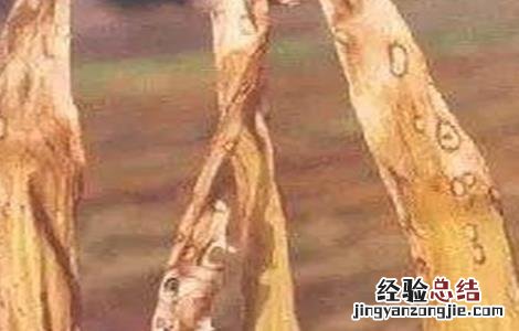 大姜烂苗啥原因 大姜死棵怎么办