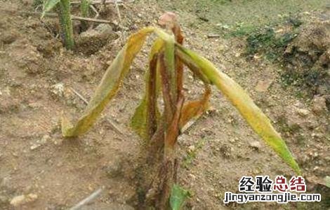 大姜烂苗啥原因 大姜死棵怎么办