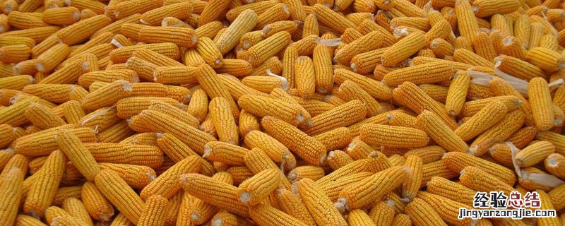水果玉米什么季节成熟 玉米什么季节成熟
