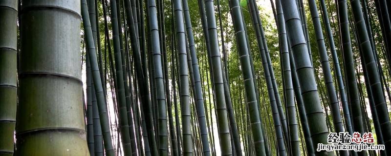 竹子一生只开一次花吗 竹子一生只开一次花吗是还是不是