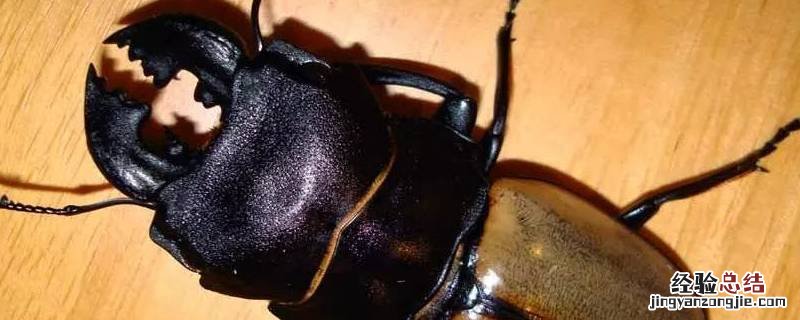 中华婪步甲突然到处都是 中华婪步甲会不会飞