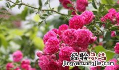 蔷薇种子在什么季节种 蔷薇种子在什么季节种最好