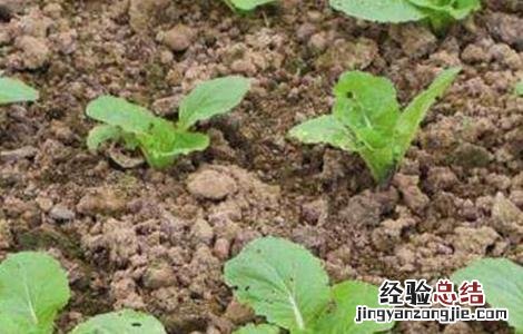 秋季大白菜种植时间表 秋季大白菜种植时间