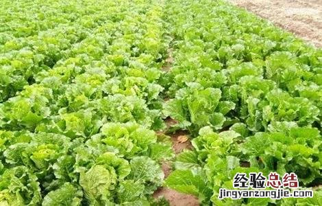 秋季大白菜种植时间表 秋季大白菜种植时间