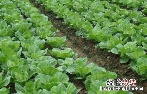 秋季大白菜种植时间表 秋季大白菜种植时间