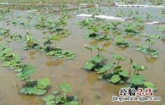 莲藕什么时间种植好活 莲藕什么时间种植好