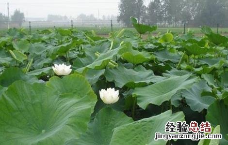 莲藕什么时间种植好活 莲藕什么时间种植好