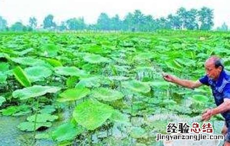 莲藕什么时间种植好活 莲藕什么时间种植好