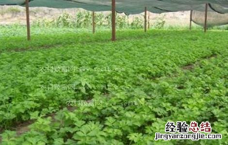 芹菜的育苗技术 芹菜如何育苗