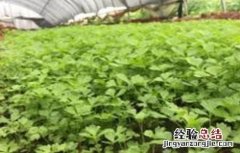 芹菜的育苗技术 芹菜如何育苗