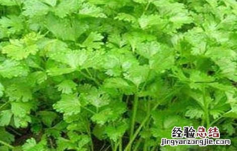 芹菜的育苗技术 芹菜如何育苗