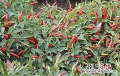 朝天椒怎么种植? 朝天椒怎么种植
