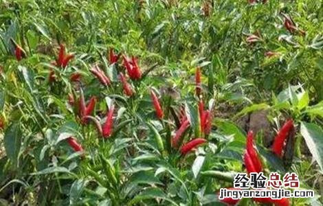 朝天椒怎么种植? 朝天椒怎么种植
