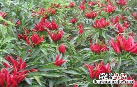 朝天椒怎么种植? 朝天椒怎么种植