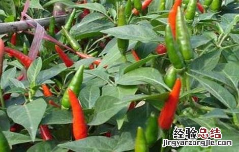 朝天椒怎么种植? 朝天椒怎么种植