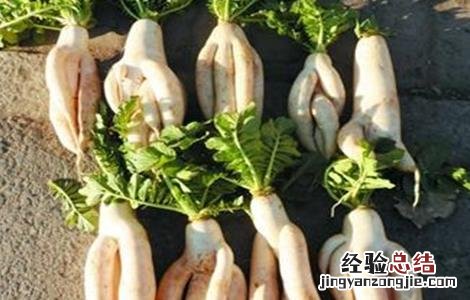 萝卜分叉該怎麽办 分叉的萝卜