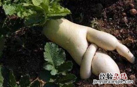 萝卜分叉該怎麽办 分叉的萝卜