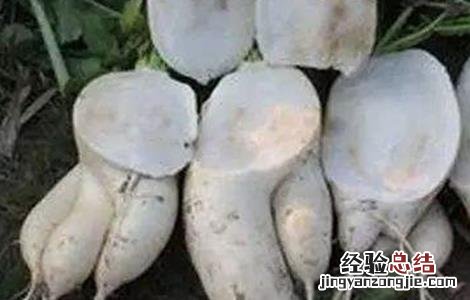 萝卜分叉該怎麽办 分叉的萝卜