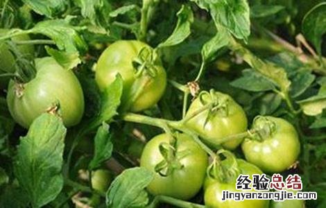 如何提高番茄的坐果率视频 如何提高番茄的坐果率