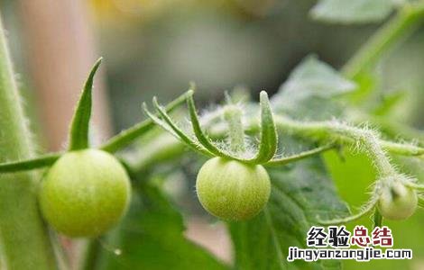 如何提高番茄的坐果率视频 如何提高番茄的坐果率