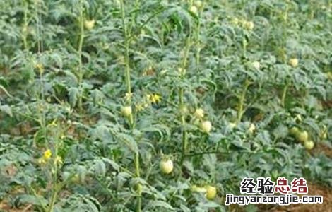 如何提高番茄的坐果率视频 如何提高番茄的坐果率