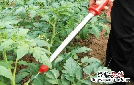 如何提高番茄的坐果率视频 如何提高番茄的坐果率