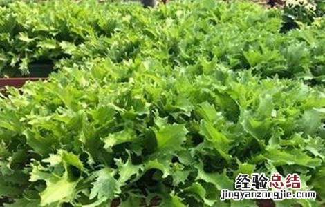 苦苣的种植技术与管理 苦苣的种植技术与管理方法