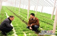 苦苣的种植技术与管理 苦苣的种植技术与管理方法